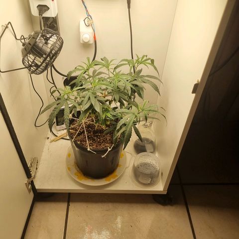 Mary - Og kush - Santa Semente BR growlog timeline photo