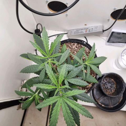 Mary - Og kush - Santa Semente BR growlog timeline photo