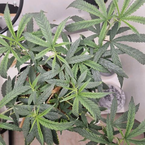 Mary - Og kush - Santa Semente BR growlog timeline photo