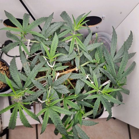 Mary - Og kush - Santa Semente BR growlog timeline photo