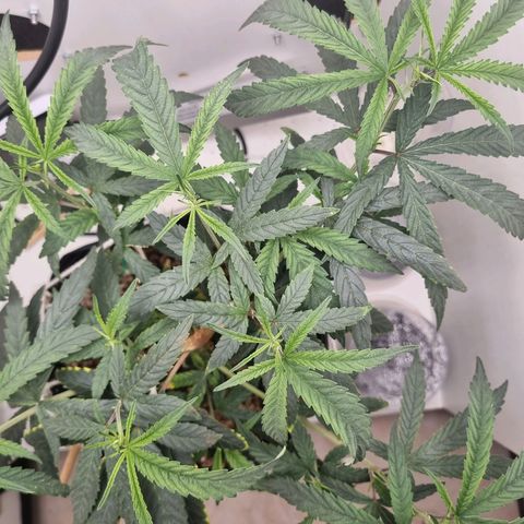 Mary - Og kush - Santa Semente BR growlog timeline photo