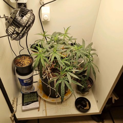 Mary - Og kush - Santa Semente BR growlog timeline photo