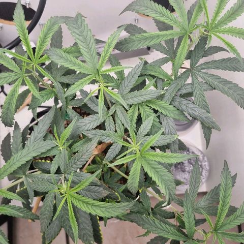 Mary - Og kush - Santa Semente BR growlog timeline photo
