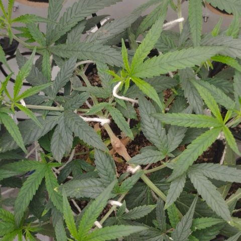 Mary - Og kush - Santa Semente BR growlog timeline photo