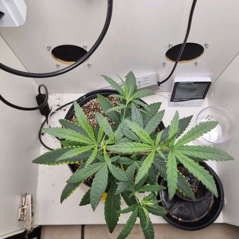 Mary - Og kush - Santa Semente BR growlog timeline photo