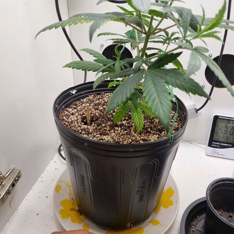 Mary - Og kush - Santa Semente BR growlog timeline photo