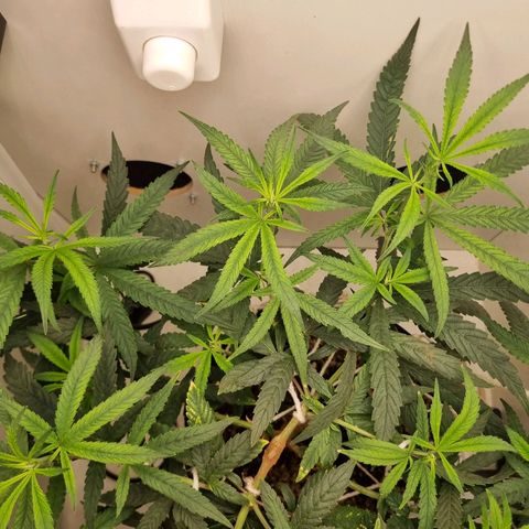 Mary - Og kush - Santa Semente BR growlog timeline photo