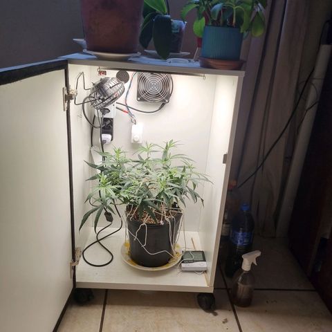 Mary - Og kush - Santa Semente BR growlog timeline photo