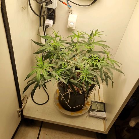 Mary - Og kush - Santa Semente BR growlog timeline photo