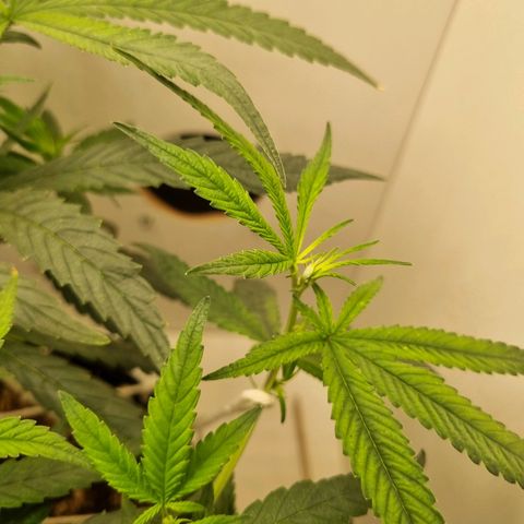 Mary - Og kush - Santa Semente BR growlog timeline photo