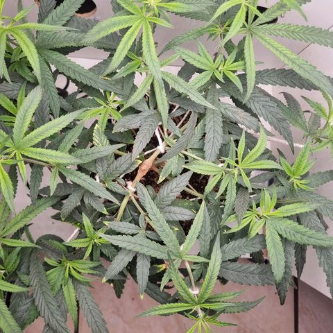 Mary - Og kush - Santa Semente BR growlog timeline photo