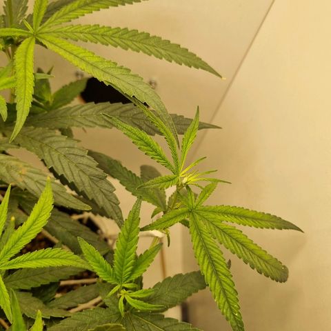 Mary - Og kush - Santa Semente BR growlog timeline photo