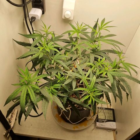 Mary - Og kush - Santa Semente BR growlog timeline photo