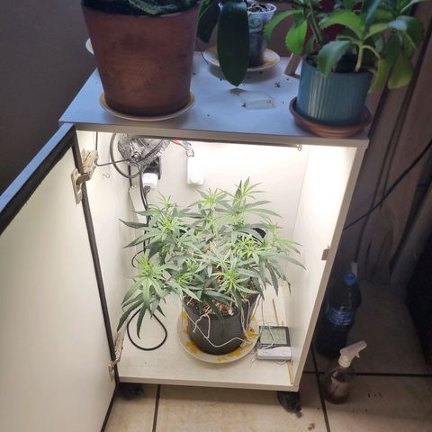 Mary - Og kush - Santa Semente BR growlog timeline photo
