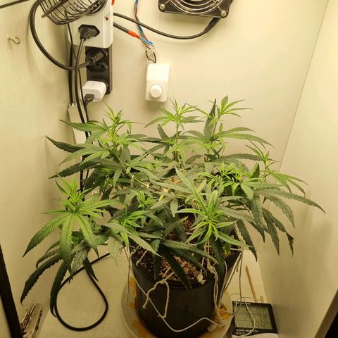 Mary - Og kush - Santa Semente BR growlog timeline photo