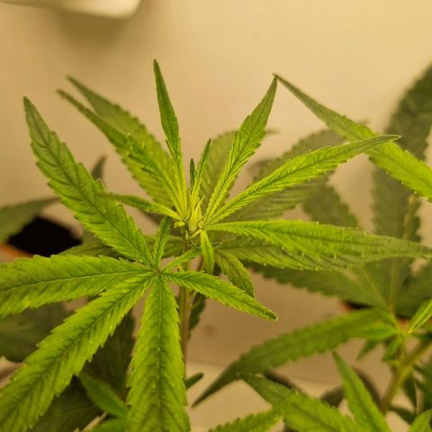 Mary - Og kush - Santa Semente BR growlog timeline photo
