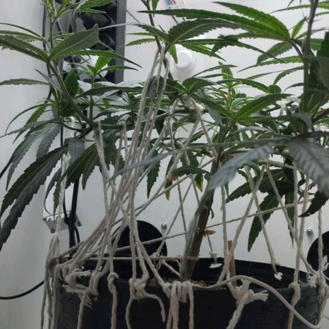 Mary - Og kush - Santa Semente BR growlog timeline photo