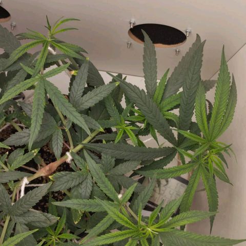 Mary - Og kush - Santa Semente BR growlog timeline photo