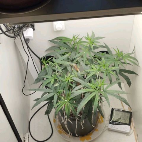 Mary - Og kush - Santa Semente BR growlog timeline photo