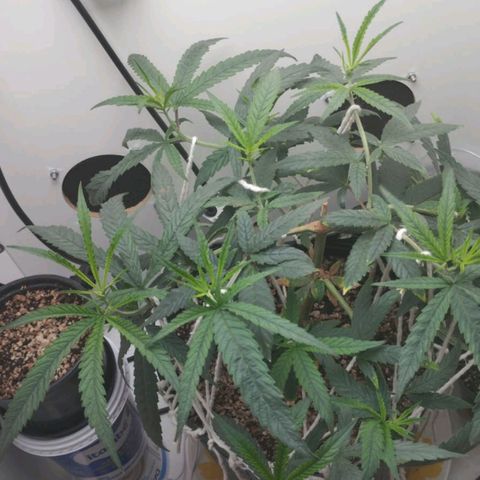 Mary - Og kush - Santa Semente BR growlog timeline photo