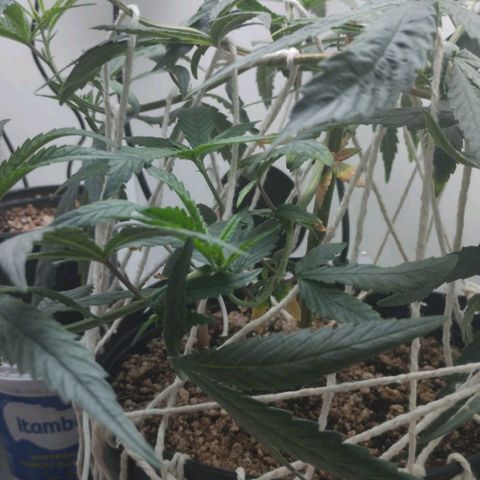 Mary - Og kush - Santa Semente BR growlog timeline photo