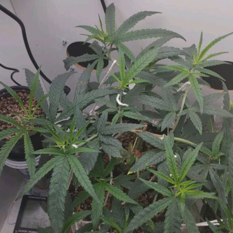 Mary - Og kush - Santa Semente BR growlog timeline photo