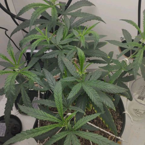 Mary - Og kush - Santa Semente BR growlog timeline photo