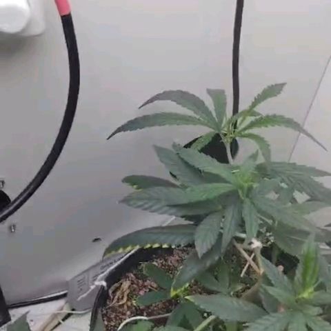 Mary - Og kush - Santa Semente BR growlog timeline photo