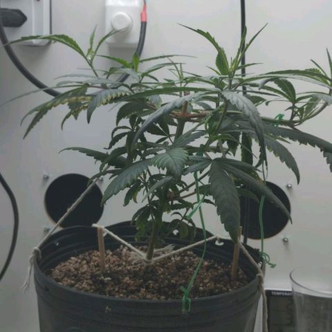 Mary - Og kush - Santa Semente BR growlog timeline photo