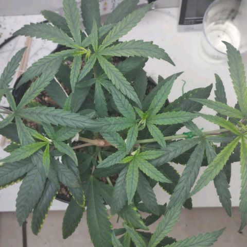 Mary - Og kush - Santa Semente BR growlog timeline photo