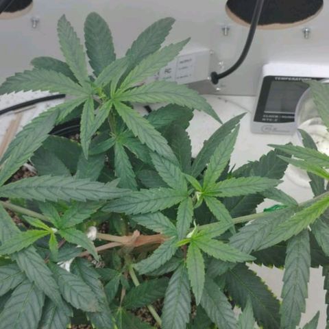Mary - Og kush - Santa Semente BR growlog timeline photo