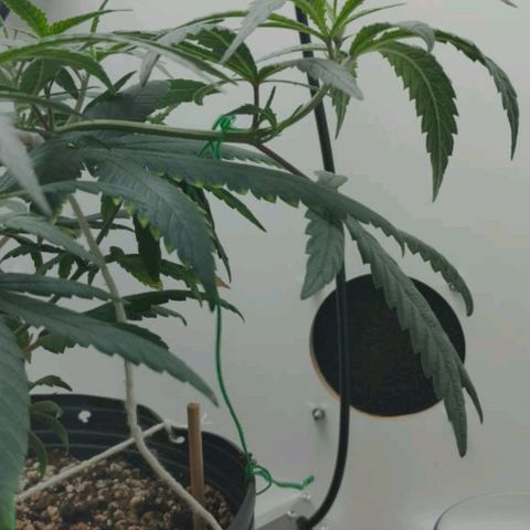 Mary - Og kush - Santa Semente BR growlog timeline photo