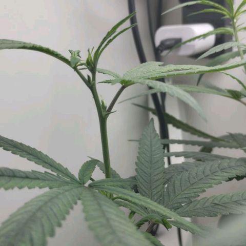 Mary - Og kush - Santa Semente BR growlog timeline photo