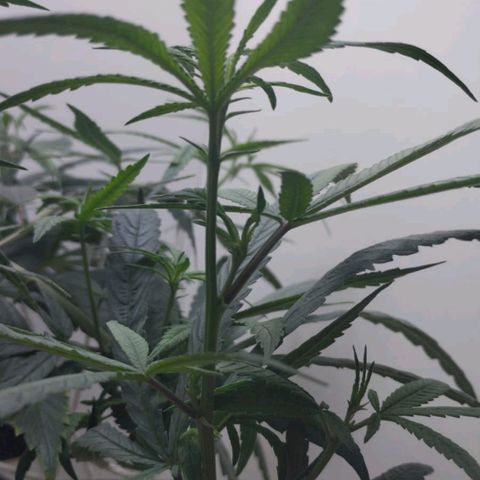 Mary - Og kush - Santa Semente BR growlog timeline photo