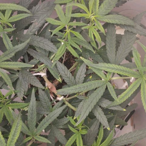 Mary - Og kush - Santa Semente BR growlog timeline photo