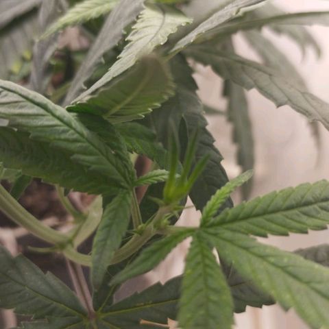 Mary - Og kush - Santa Semente BR growlog timeline photo