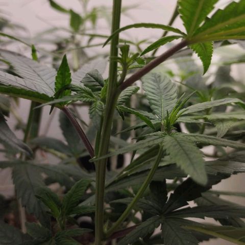 Mary - Og kush - Santa Semente BR growlog timeline photo