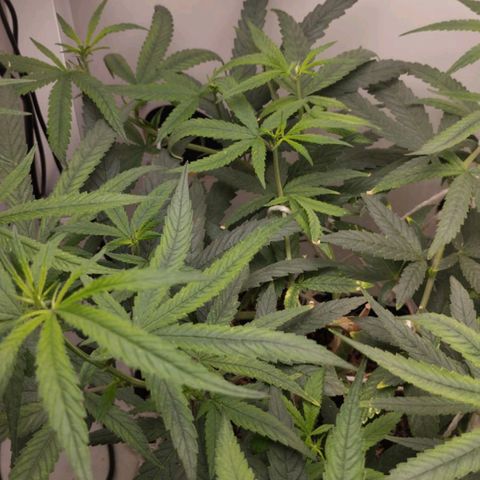 Mary - Og kush - Santa Semente BR growlog timeline photo