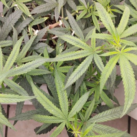 Mary - Og kush - Santa Semente BR growlog timeline photo