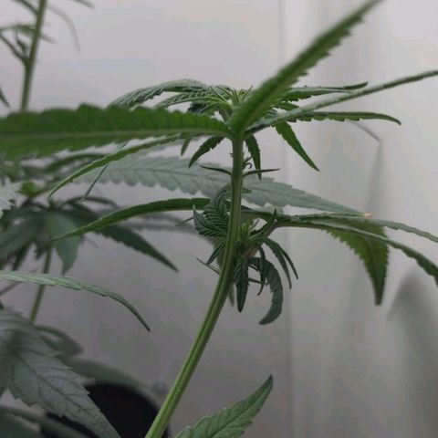 Mary - Og kush - Santa Semente BR growlog timeline photo