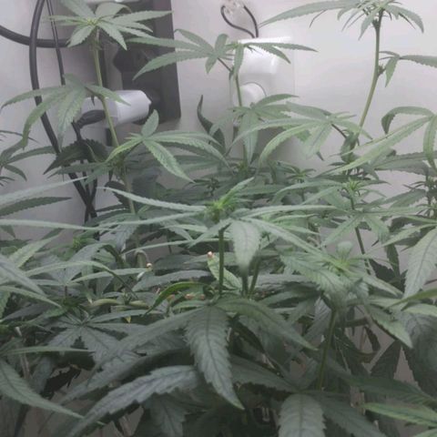 Mary - Og kush - Santa Semente BR growlog timeline photo