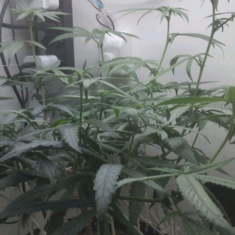 Mary - Og kush - Santa Semente BR growlog timeline photo
