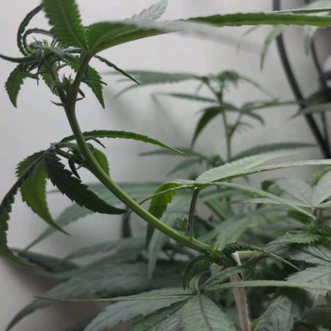 Mary - Og kush - Santa Semente BR growlog timeline photo