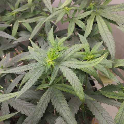 Mary - Og kush - Santa Semente BR growlog timeline photo