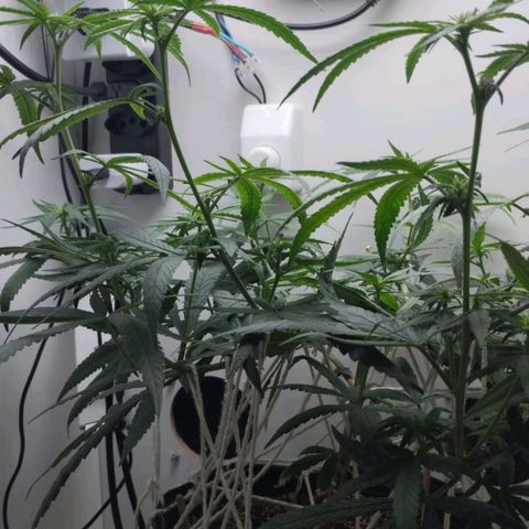 Mary - Og kush - Santa Semente BR growlog timeline photo