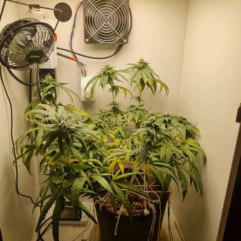 Mary - Og kush - Santa Semente BR growlog timeline photo