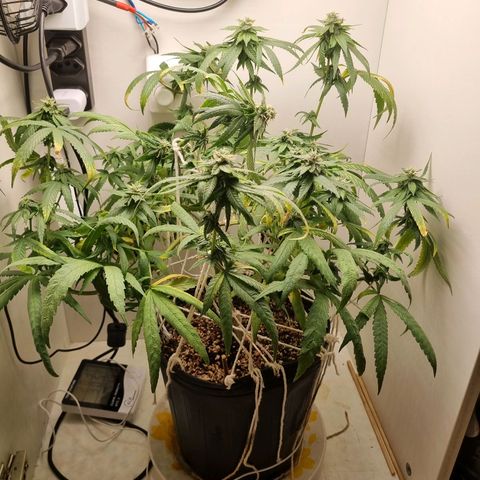 Mary - Og kush - Santa Semente BR growlog timeline photo