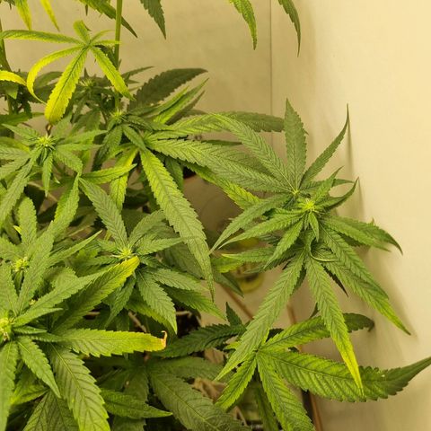 Mary - Og kush - Santa Semente BR growlog timeline photo
