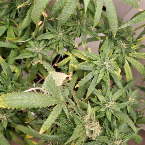 Mary - Og kush - Santa Semente BR growlog timeline photo