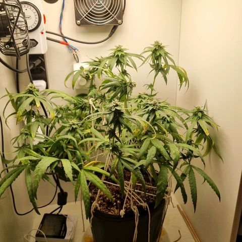 Mary - Og kush - Santa Semente BR growlog timeline photo
